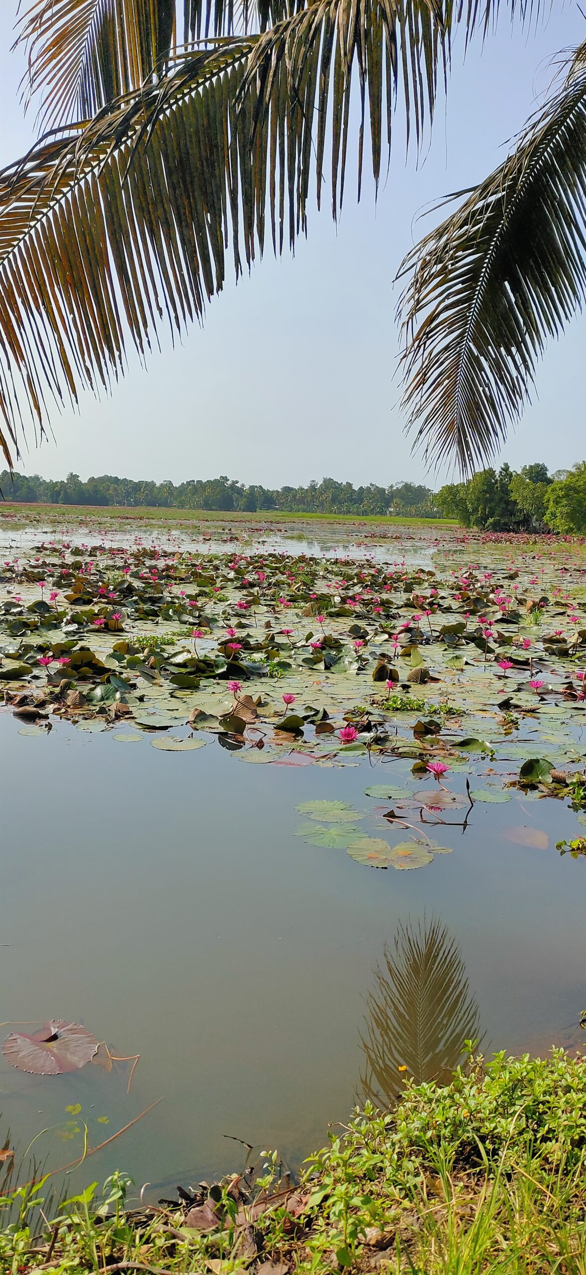 Happy Onam 2025 from Kuttickattil Home Stay