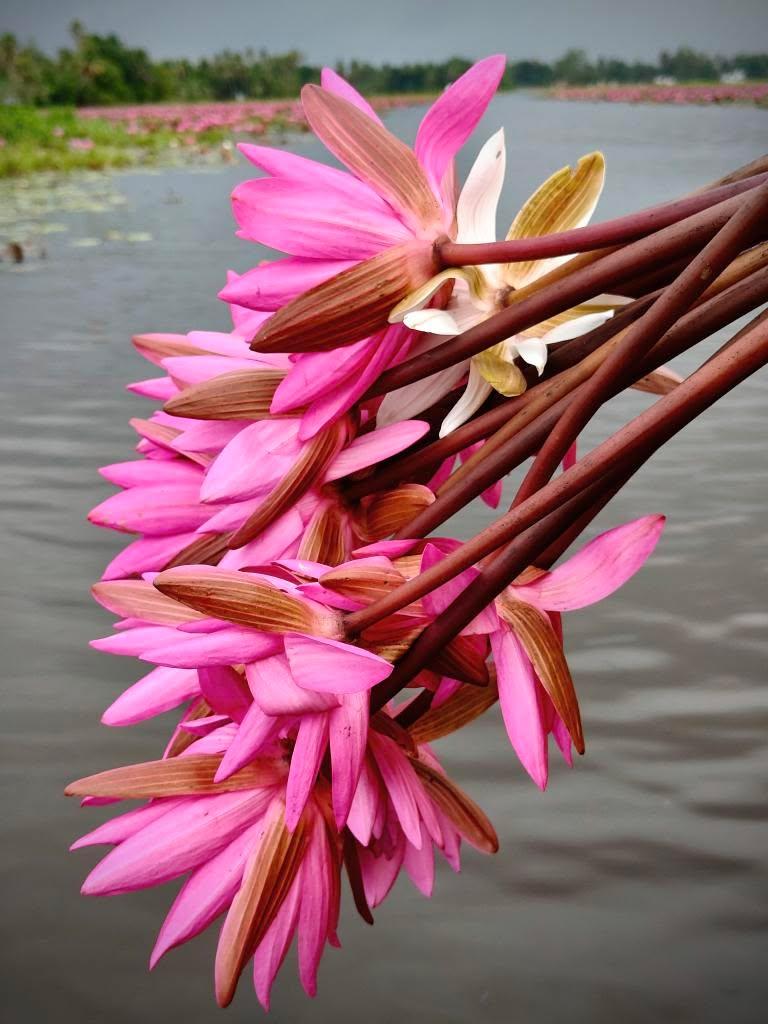 Where to See Waterlily Bloom After August month in Malarikkal Season Ends. Welcome to Kuttickattil HomeStay to See Waterlilies in 365 days