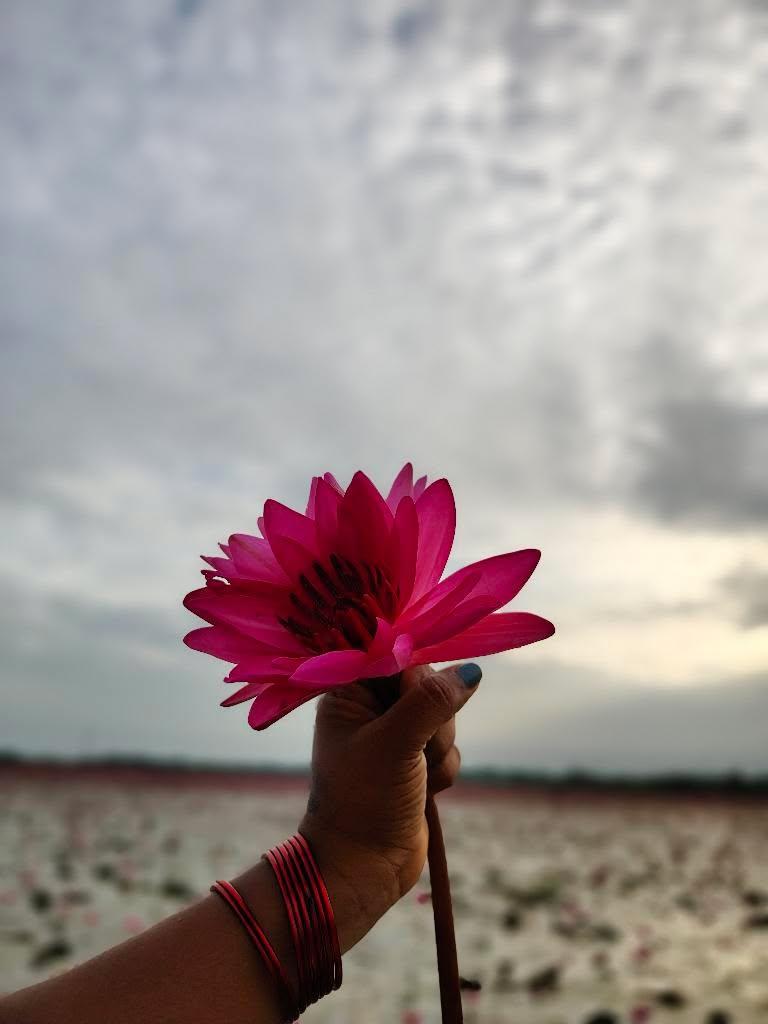 Discover the Beauty of Water Lilies: A Morning in Malarikkal, Kottayam