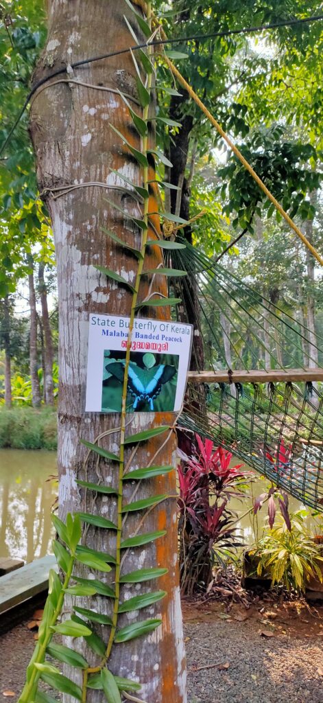 🌴💑 Best Budget-Friendly Pool Homestay in Kerala @ Kumarakom & Kottayam for Couples: Experience Love and Serenity at Kuttickattil Pool Homestay